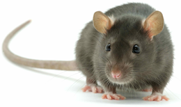 Rodent